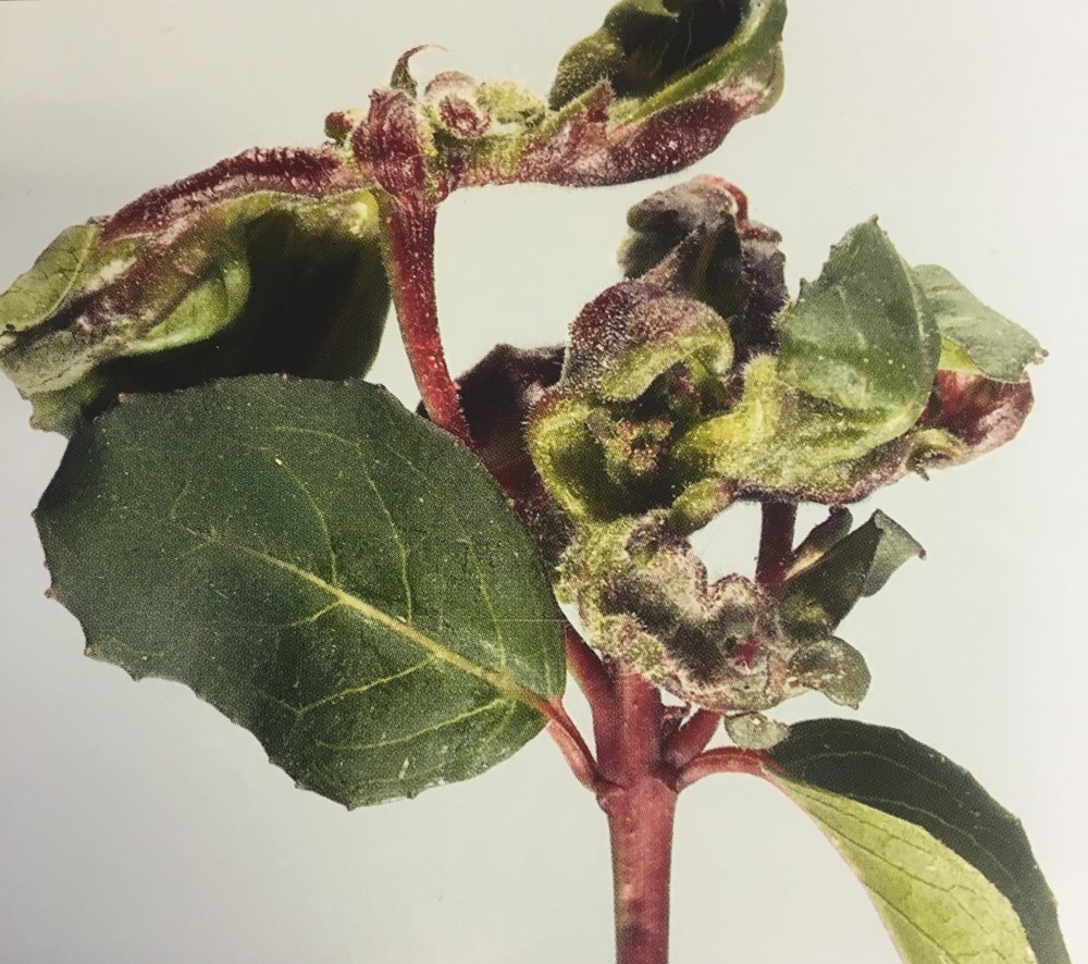 Fuchsia gall mite damage. Image © ADAS Horticulture